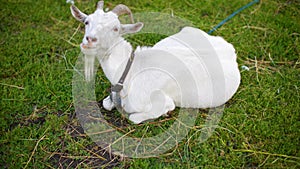 Angle view of funny white goat grazing on green meadow