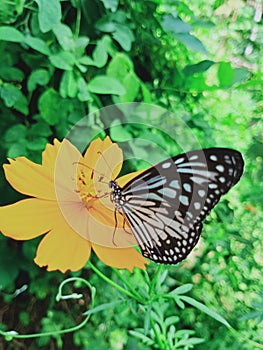 An angle view of a Monarch butterfly drinking nectar from yellow 8 petals flower in a green background