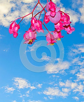 Angle wings begonia coccinea hart flowers blue sky