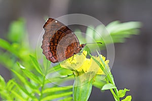 Angled Castor butterfly