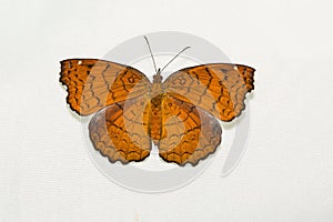 Angled Castor butterfly