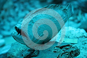 Angled eye fish photo