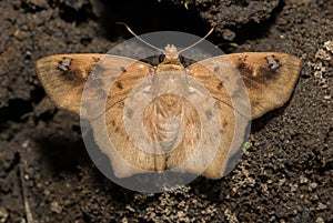 Angled Flat butterfly