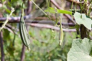 Angled gourds fresh