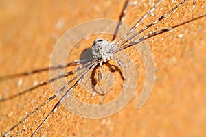 Angled image, Harvestman Leiobunum rotundum on terracotta pot.