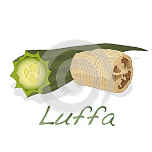 Angled luffa fruits vector