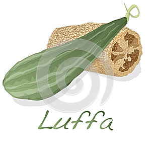 Angled luffa fruits vector