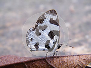 Angled Pierrot (Caleta decidia) butterfly