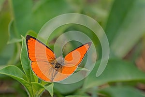 Angled Sunbeam butterfly Curetis acuta