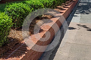 Angled view of new red brick retaining wall lined with boxwoods bordering a residential sidewalk