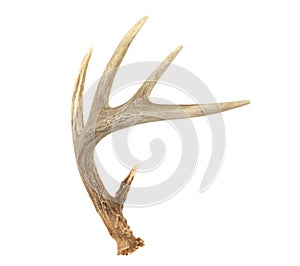 Angled Whitetail Deer Antler photo