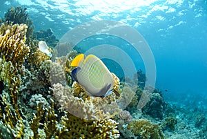 Anglefish and coral reef