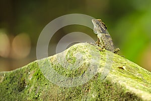 Anglehead lizard
