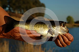 Angler with bass fish photo
