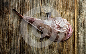 Angler fish