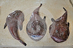 Angler fish on fish market