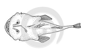 Angler fish. Hand drawn realistic black line illustration.