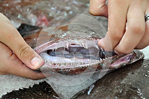 Angler fish with an open mouth and ragged teeth - close-up