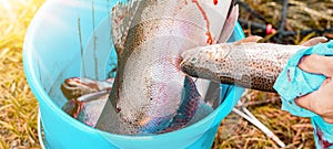 Angler / fishing background - Close-up from freshly caught bloody salmon trout in turquoise bucket