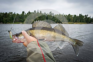 Angler holding walleye fish