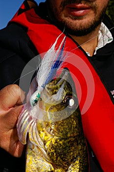 Angler Man Grips a Walleye Caught On A Jig Lure Fishing