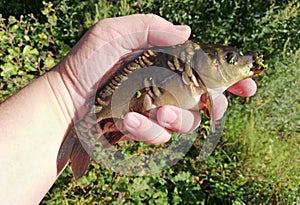 Angler`s hand holds a small carp caught on a fishing rod