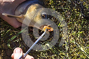 Angler`s hands pull the hook from the carp`s lip using the pliers.
