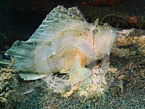 Anglerfish photo