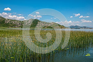 Anglers in reeds on the Skadar Lake in Montenegro