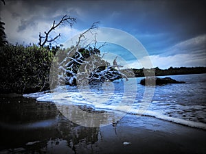 anglers on the shoreline roots