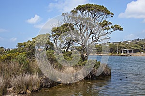 Anglesea River at Anglesea, Victoria