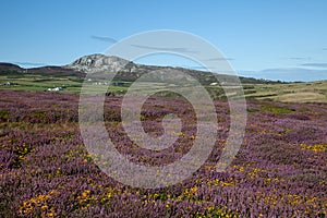 The Anglesey coastline