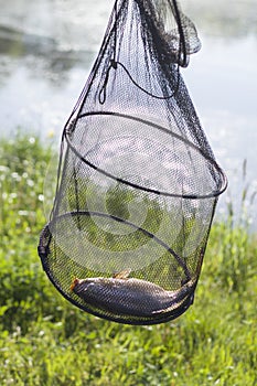 Angling fish with carp in the middle against the backdrop of a meadow and a lake