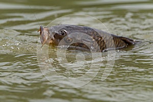 Angling. A fresh water carp caught on a fishing line