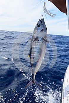 angling a small tuna photo