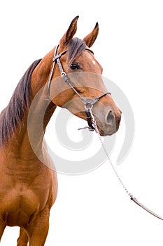 Anglo-arab horse photo