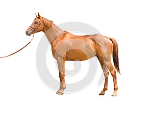 Anglo-arab horse photo