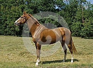 Anglo Arab Horse photo