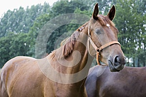 Anglo-Arab horse photo
