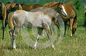 Anglo Arab Horse, Fawl and Herd photo