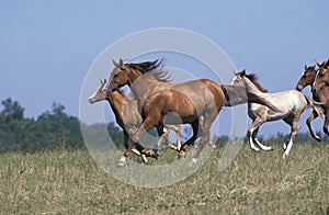 Anglo Arab Horse, Herd Galloping through Meadow