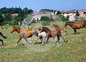 Anglo Arab Horse, Herd Galloping through Meadow