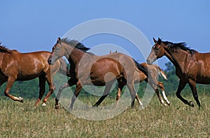 Anglo Arab Horse, Herd Galloping through Meadow