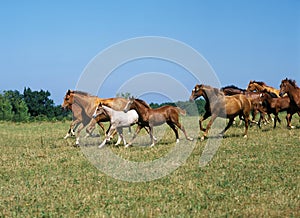 Anglo Arab Horse, Herd Galloping through Meadow