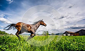 Anglo Arabian horse running wild and free in summer time photo