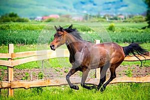 Anglo Arabian horse running wild and free in summer time