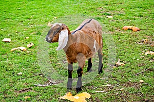 Young Anglo-Nubian Goat in a field photo