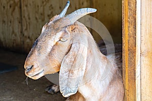 Anglo Nubian Goat,Capra aegagrus hircus at Woburn Safari Park