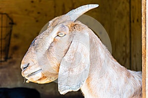 Anglo Nubian Goat,Capra aegagrus hircus at Woburn Safari Park