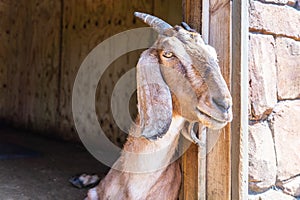 Anglo Nubian Goat,Capra aegagrus hircus at Woburn Safari Park
